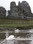 SX13177 Swans at Ogmore Castle.jpg